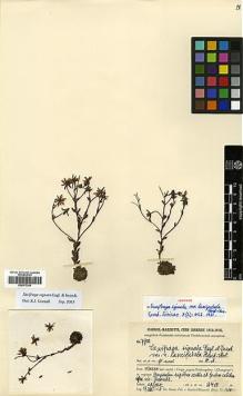 Type specimen at Edinburgh (E). Handel-Mazzetti, Heinrich: 7700. Barcode: E00373309.