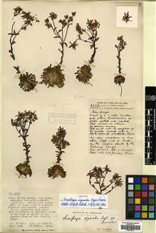 Type specimen at Edinburgh (E). Forrest, George: 2958. Barcode: E00373311.