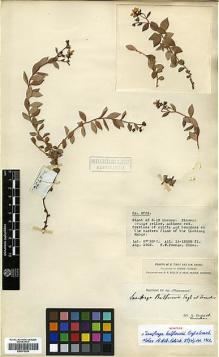 Type specimen at Edinburgh (E). Forrest, George: 2756. Barcode: E00373324.