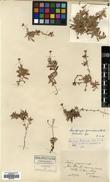 Type specimen at Edinburgh (E). Maire, Edouard-Ernest: . Barcode: E00373327.