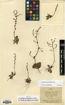 Type specimen at Edinburgh (E). Maire, Edouard-Ernest: . Barcode: E00373331.
