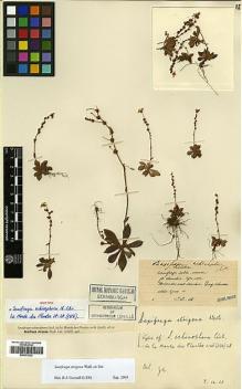 Type specimen at Edinburgh (E). Maire, Edouard-Ernest: . Barcode: E00373332.