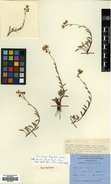 Type specimen at Edinburgh (E). Ludlow, Frank; Sherriff, George; Taylor, George: 6124. Barcode: E00373334.