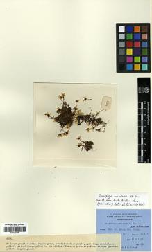 Type specimen at Edinburgh (E). Ludlow, Frank; Sherriff, George; Taylor, George: 6078. Barcode: E00373337.