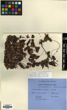 Type specimen at Edinburgh (E). Ludlow, Frank; Sherriff, George; Elliot, H.: 13968. Barcode: E00373338.