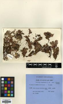 Type specimen at Edinburgh (E). Ludlow, Frank; Sherriff, George; Elliot, H.: 13631. Barcode: E00373343.
