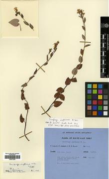 Type specimen at Edinburgh (E). Ludlow, Frank; Sherriff, George; Elliot, H.: 15582. Barcode: E00373345.