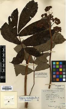 Type specimen at Edinburgh (E). Maire, Edouard-Ernest: . Barcode: E00373354.