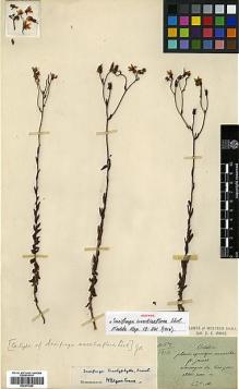 Type specimen at Edinburgh (E). Maire, Edouard-Ernest: . Barcode: E00373358.