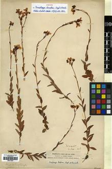 Type specimen at Edinburgh (E). Forrest, George: 123. Barcode: E00373363.