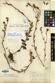 Type specimen at Edinburgh (E). Forrest, George: 2988. Barcode: E00373364.