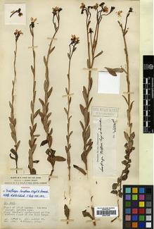Type specimen at Edinburgh (E). Forrest, George: 4206. Barcode: E00373365.
