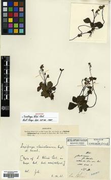 Type specimen at Edinburgh (E). Maire, Edouard-Ernest: . Barcode: E00373370.