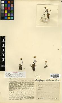 Type specimen at Edinburgh (E). Kingdon-Ward, Francis: 4641. Barcode: E00373372.