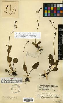 Type specimen at Edinburgh (E). Monbeig, Jean-Théodore: 104. Barcode: E00373379.