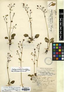 Type specimen at Edinburgh (E). Forrest, George: 4204. Barcode: E00373382.
