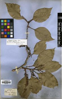Type specimen at Edinburgh (E). Gardner, George: 5169. Barcode: E00373394.