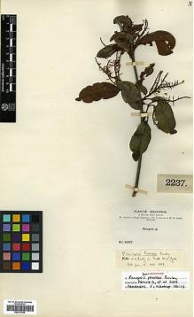 Type specimen at Edinburgh (E). Bang, Miguel: 2237. Barcode: E00373395.