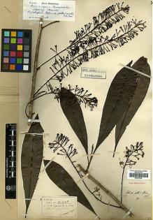 Type specimen at Edinburgh (E). Henry, Augustine: 11910A. Barcode: E00373396.