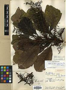 Type specimen at Edinburgh (E). Forrest, George: 8333. Barcode: E00373402.