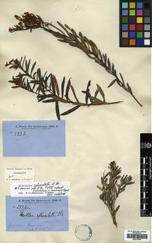 Type specimen at Edinburgh (E). Brown, Robert: 3322. Barcode: E00373406.