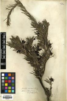 Type specimen at Edinburgh (E). Cunningham, Richard: . Barcode: E00373410.