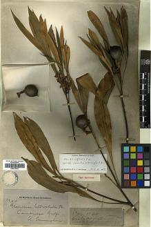 Type specimen at Edinburgh (E). Cunningham, Allan: 410. Barcode: E00373412.