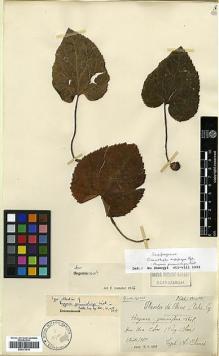 Type specimen at Edinburgh (E). Chanet, Louis: . Barcode: E00373414.