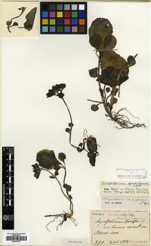 Type specimen at Edinburgh (E). Faurie, Urbain: 379. Barcode: E00373415.