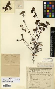 Type specimen at Edinburgh (E). Cavalerie, Pierre: 3005. Barcode: E00373419.