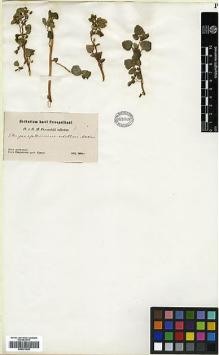 Type specimen at Edinburgh (E). Przewalski, Nikolai: . Barcode: E00373429.