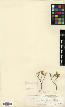 Type specimen at Edinburgh (E). Parry, Charles; Palmer, Edward: 235. Barcode: E00373447.