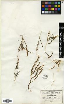 Type specimen at Edinburgh (E). Pringle, Cyrus: 2509. Barcode: E00373449.