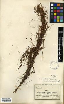 Type specimen at Edinburgh (E). Rudatis, H.: 827. Barcode: E00373461.