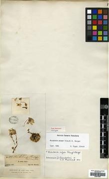 Type specimen at Edinburgh (E). Kotschy, Carl (Karl): 204. Barcode: E00373465.