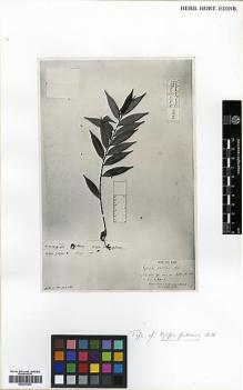 Type specimen at Edinburgh (E). Aublet, Jean: . Barcode: E00373473.
