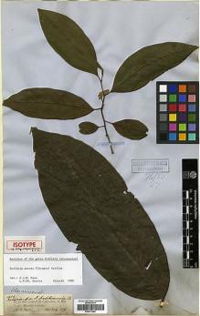 Type specimen at Edinburgh (E). Spruce, Richard: 2403. Barcode: E00373480.