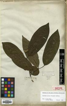 Type specimen at Edinburgh (E). Sieber, Franz(e): 96. Barcode: E00373482.