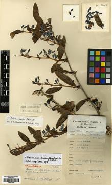 Type specimen at Edinburgh (E). Yu, Tse-tsun: 16168. Barcode: E00373490.