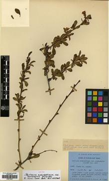 Type specimen at Edinburgh (E). Ludlow, Frank; Sherriff, George; Elliot, H.: 15385. Barcode: E00373492.