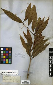 Type specimen at Edinburgh (E). Hooker, Joseph: . Barcode: E00373493.