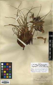 Type specimen at Edinburgh (E). Fendler, August: 827. Barcode: E00373537.