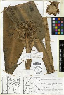 Type specimen at Edinburgh (E). Argent, George; Burbidge, Robert: 60. Barcode: E00373542.