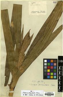 Type specimen at Edinburgh (E). Schomburgk, Robert: 913. Barcode: E00373544.