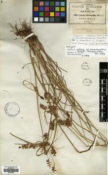 Type specimen at Edinburgh (E). Pringle, Cyrus: 1966. Barcode: E00373554.