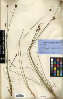 Type specimen at Edinburgh (E). Brown, Robert: . Barcode: E00373557.