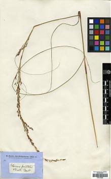 Type specimen at Edinburgh (E). Brown, Robert: 6002. Barcode: E00373559.