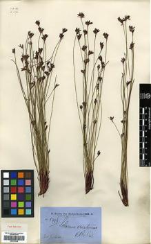 Type specimen at Edinburgh (E). Brown, Robert: 5996. Barcode: E00373569.