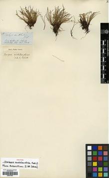 Type specimen at Edinburgh (E). James Clark Ross Antarctic Expedition 1839-1843: . Barcode: E00373575.