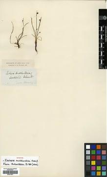 Type specimen at Edinburgh (E). James Clark Ross Antarctic Expedition 1839-1843: . Barcode: E00373577.